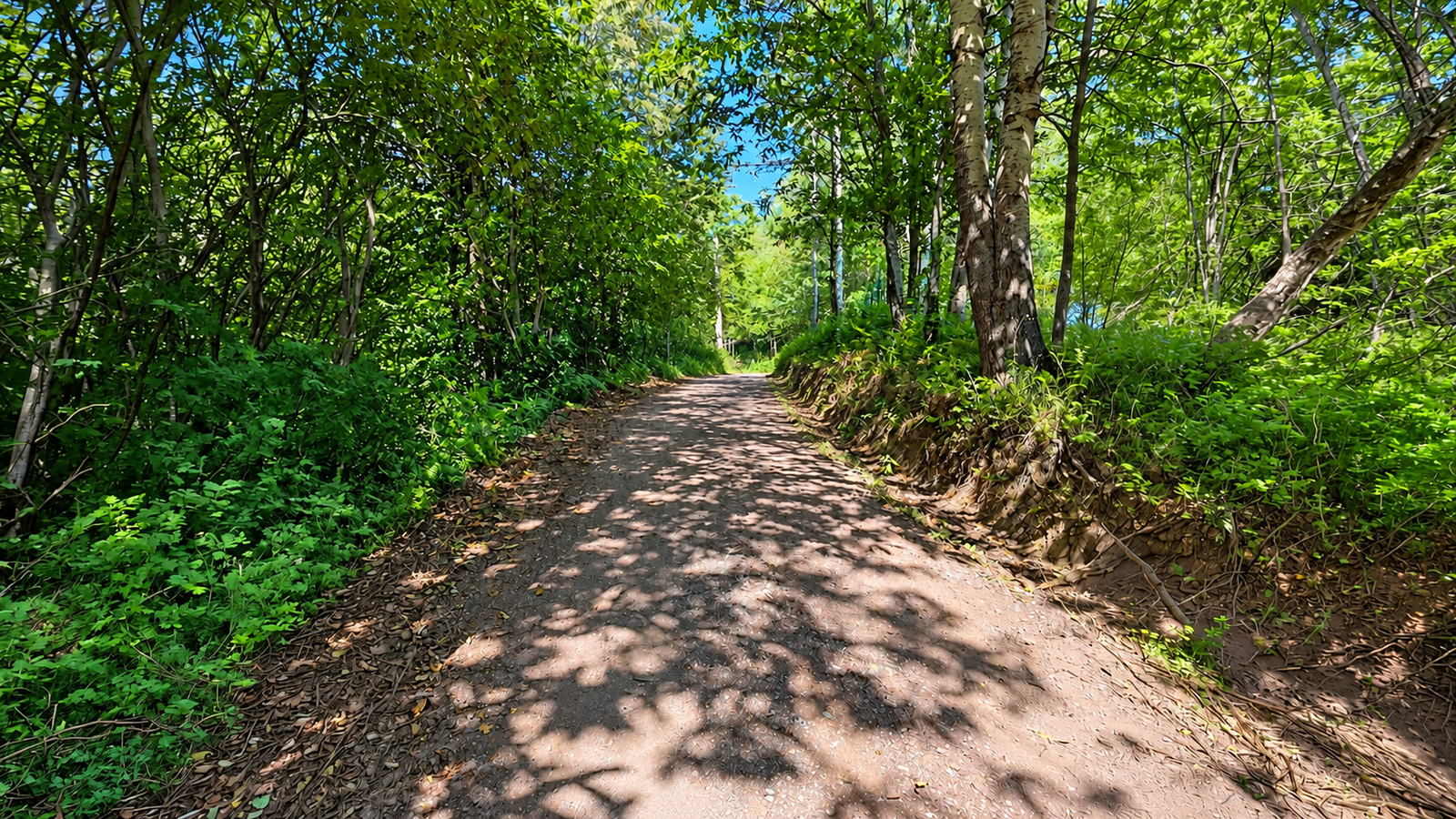 Road to the house
