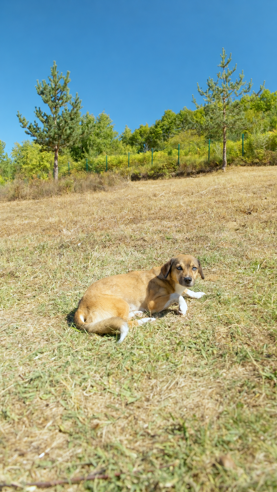 Maviş Placeholder